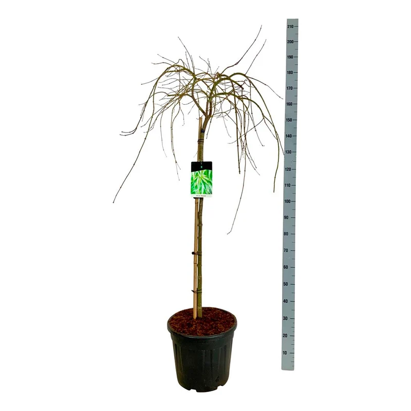 Acer palmatum 'Dissectum' 100 cm stam, C30 (30 liters kruka)