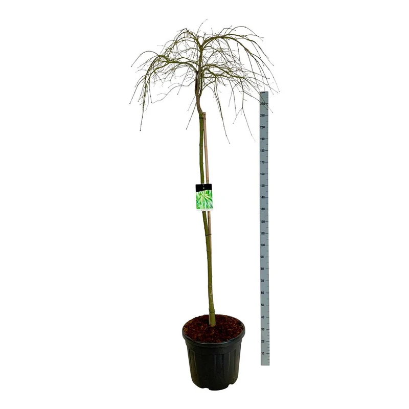 Acer palmatum 'Dissectum' 160 cm stam C55 (55 liters kruka)