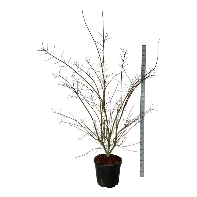 Acer pal. 'Brown Suggar'® C55 (55 liters kruka) 225-250 cm EXTRA