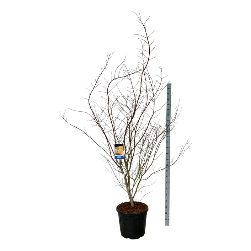 Acer 'North Wind'® (Jack Frost) C55 (55 liters kruka) 200-225 cm EXTRA