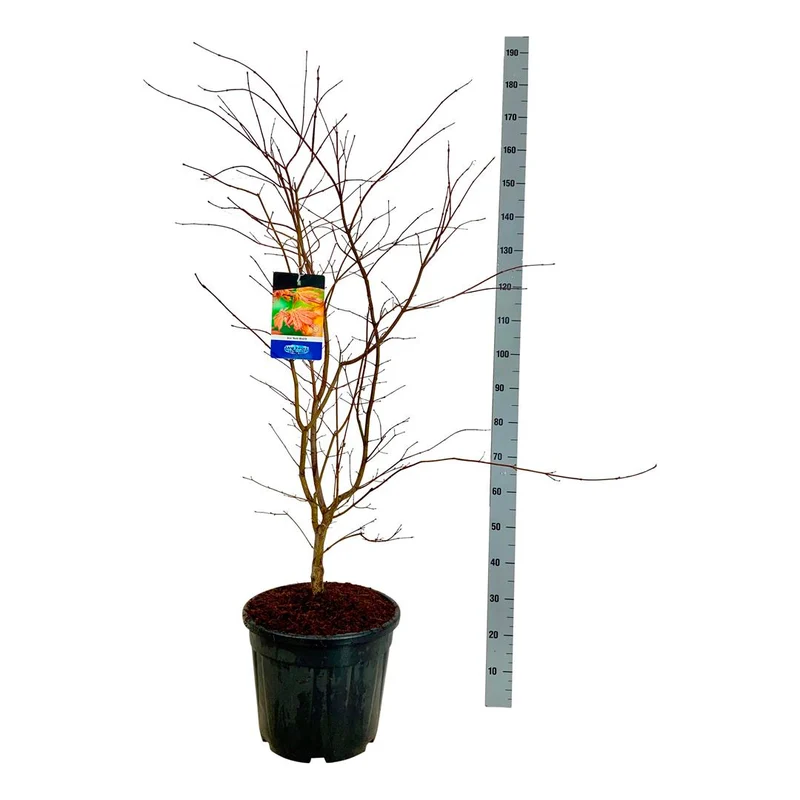 Acer 'North Wind'® (Jack Frost) C30 (30 liters kruka) 100-125 cm EXTRA