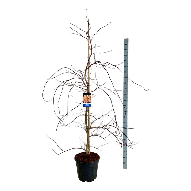 Acer 'Ice Dragon'® (Jack Frost) C30 (30 liters kruka) 200-225 cm Extra