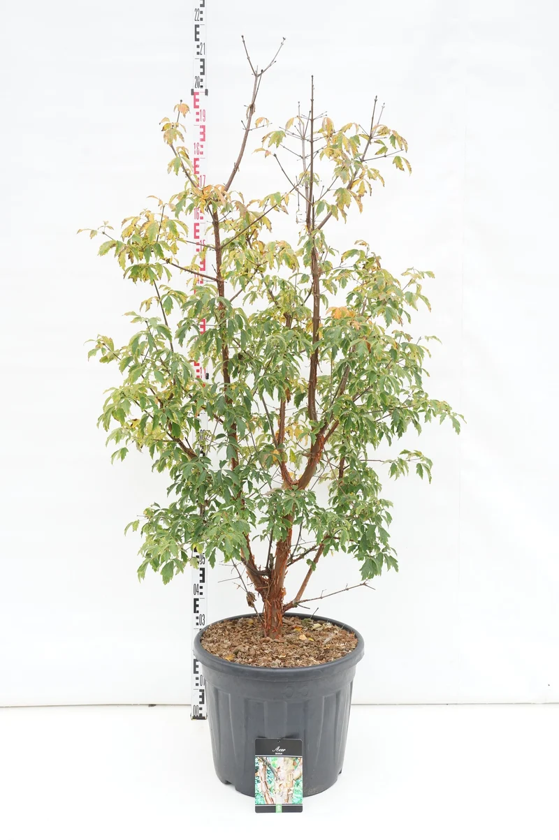 Acer griseum C55 (55 liters kruka) 150-175 cm Extra