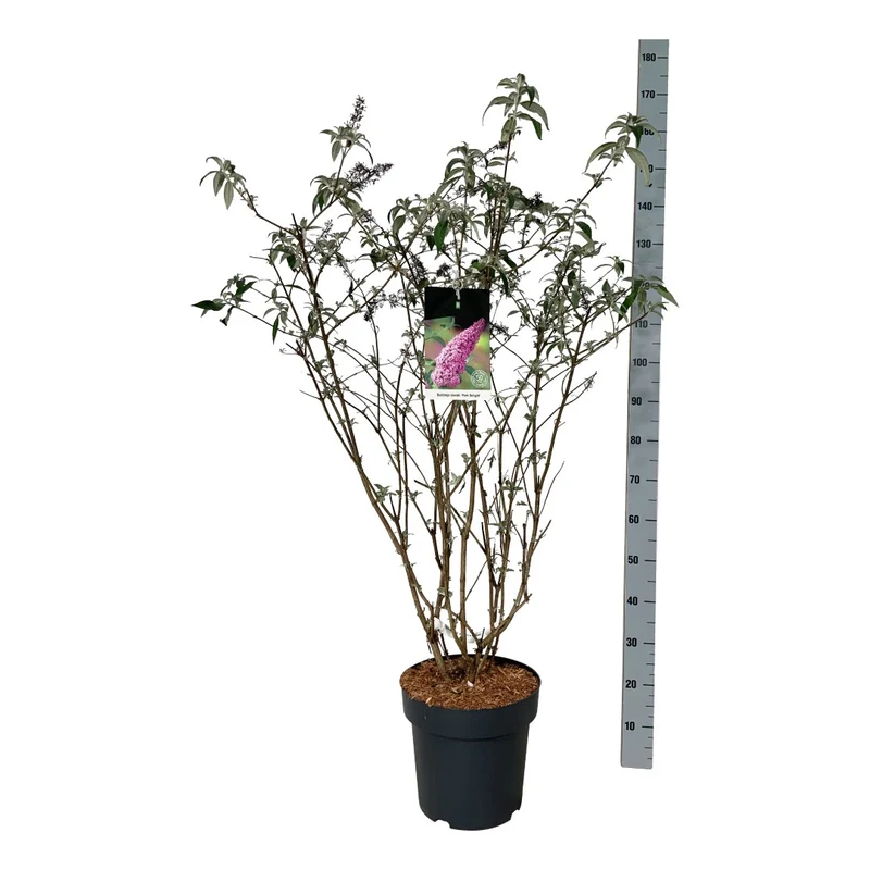 Buddleja d. 'Pink Delight' C15 (15 liters kruka) 80-100 cm