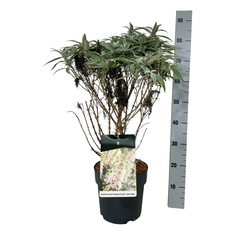 Buddleja d. 'Butterfly Candy Little White'® C7,5 (7,5 liters kruka) 40-50 cm