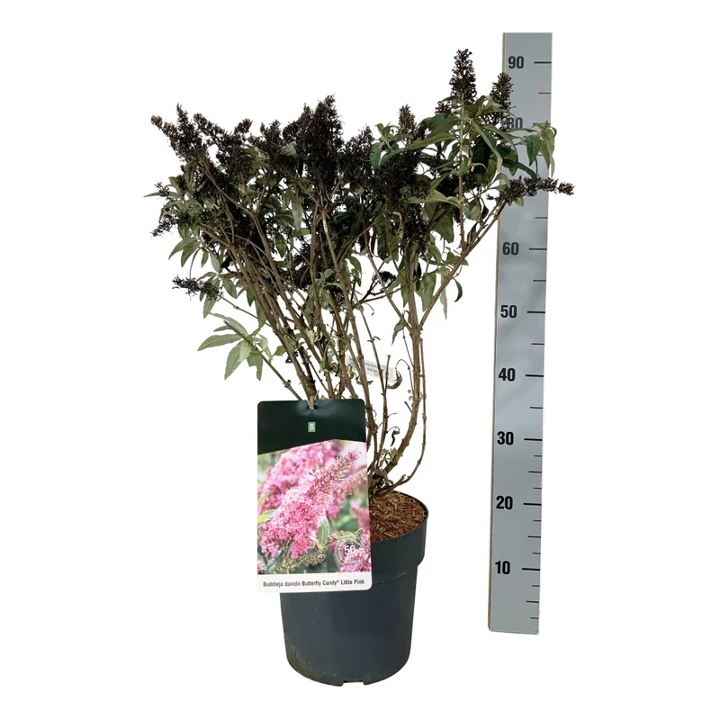 Buddleja d. 'Butterfly Candy Little Pink'® C7,5 (7,5 liters kruka) 40-50 cm