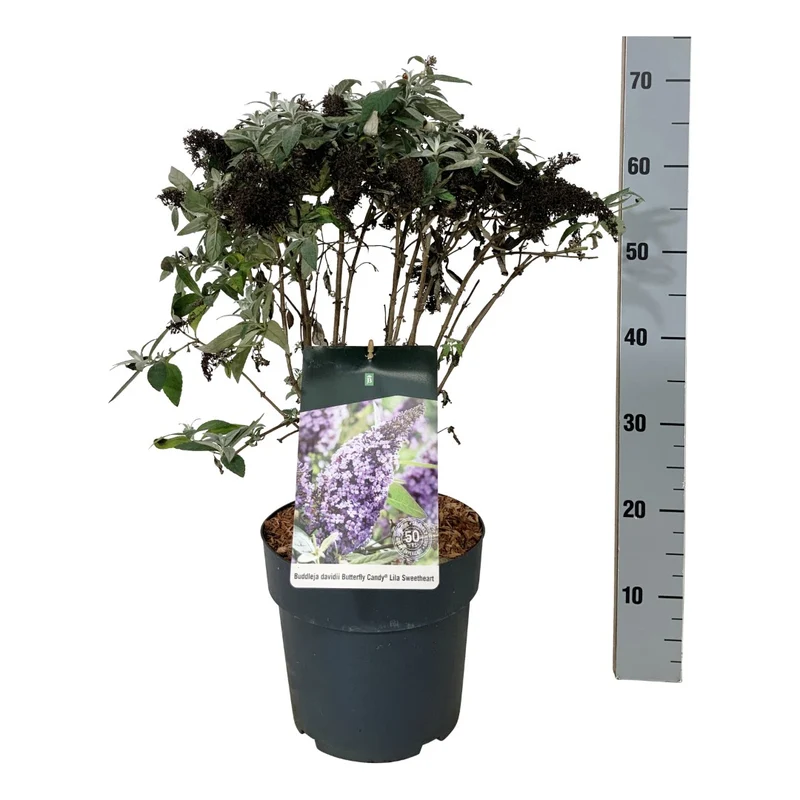 Buddleja d. 'Butterfly Candy Lila Sweetheart'® C7,5 (7,5 liters kruka) 40-50 cm