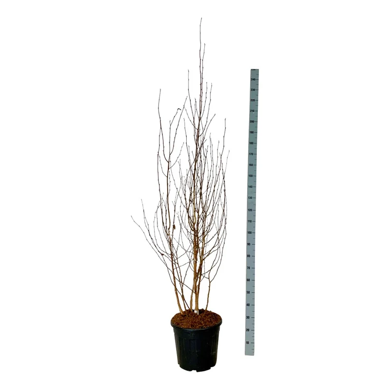 Betula ut. jacquemontii C30 (30 liters kruka) 175-200 cm EXTRA