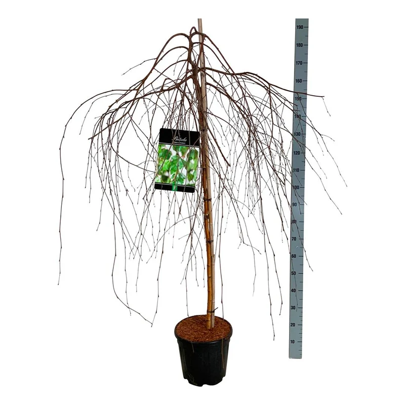 Betula p. 'Youngii' 120 cm stam C15 (15 liters kruka)