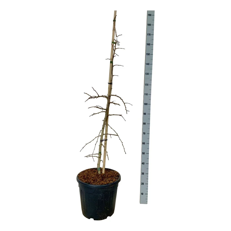 Ginkgo bil. 'China Pendula' C30 (30 liters kruka) 125-150 cm Extra