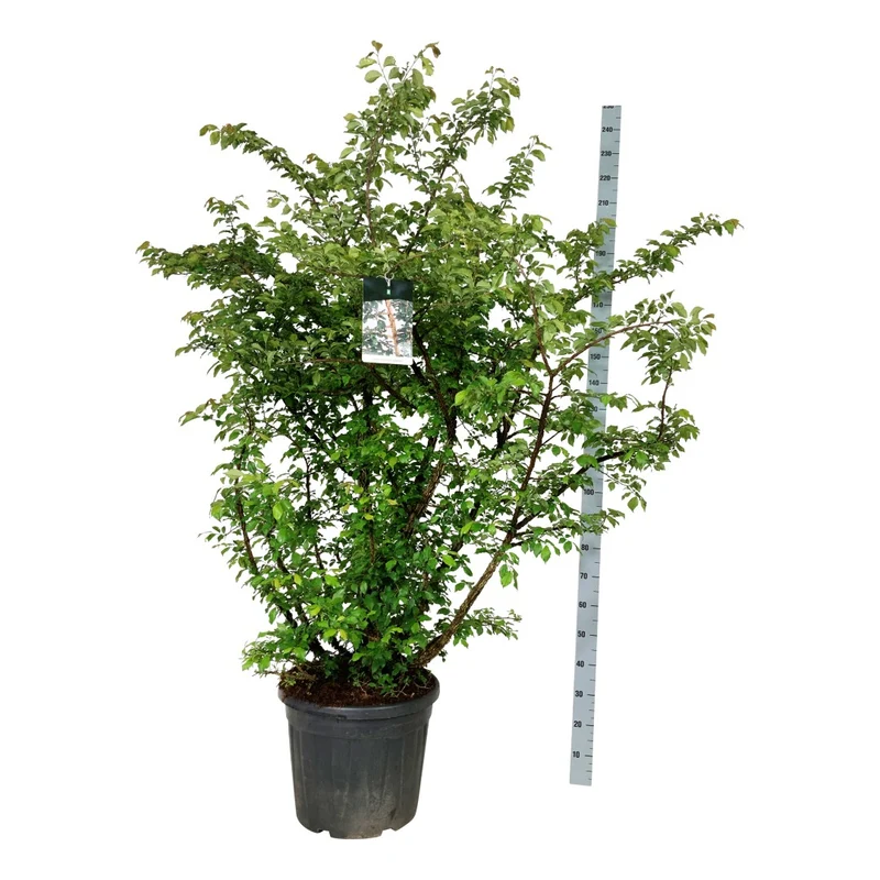 Ulmus minor suberosa C30 (30 liters kruka) 150-175 cm