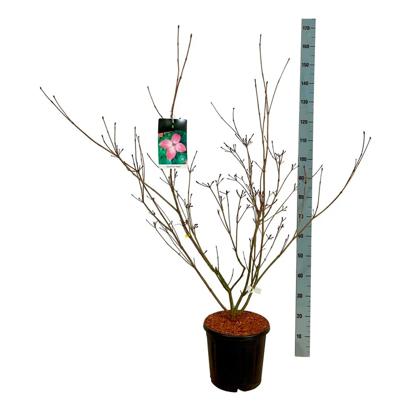 Cornus kousa 'Satomi' C15 (15 liters kruka) 100-125 cm