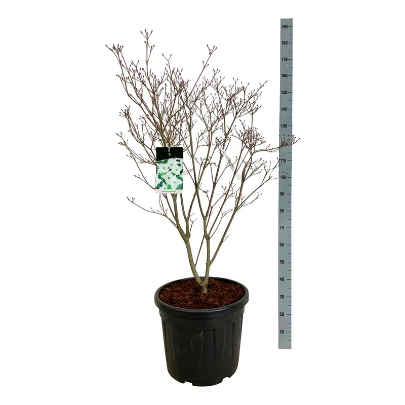 Cornus kousa 'Milky Way' C55 (55 liters kruka) 100-125 cm Extra