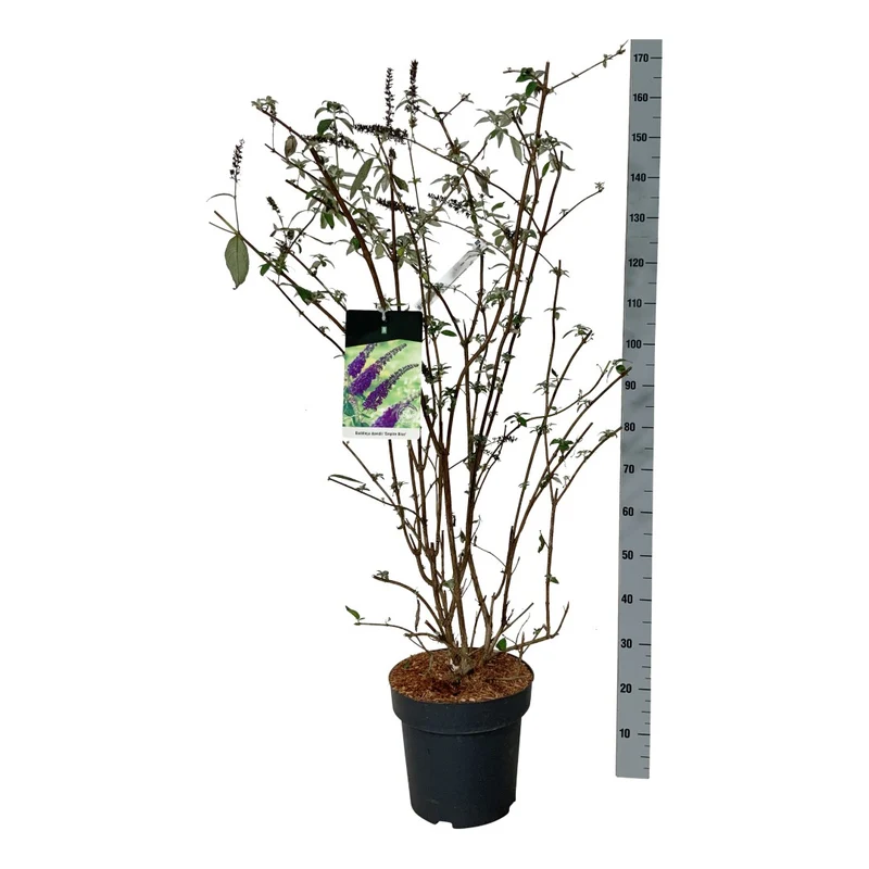 Buddleja d. 'Empire Blue' C15 (15 liters kruka) 100-125 cm