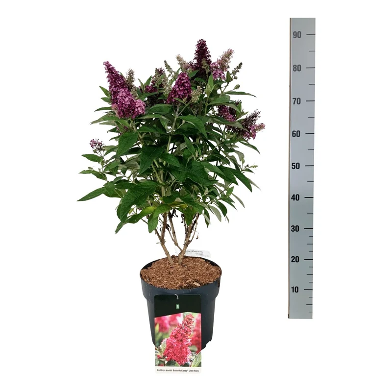 Buddleja d. 'Butterfly Candy Little Ruby'® 50-60 cm (C7,5 / 7,5 liters kruka)