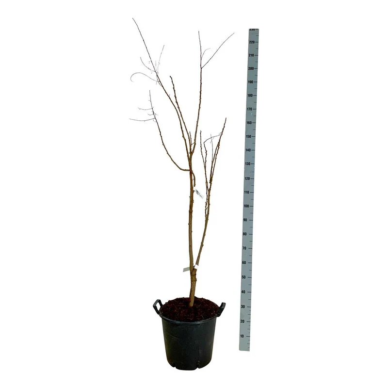 Koelreuteria paniculata C30 (30 liters kruka) 150-175 cm Extra
