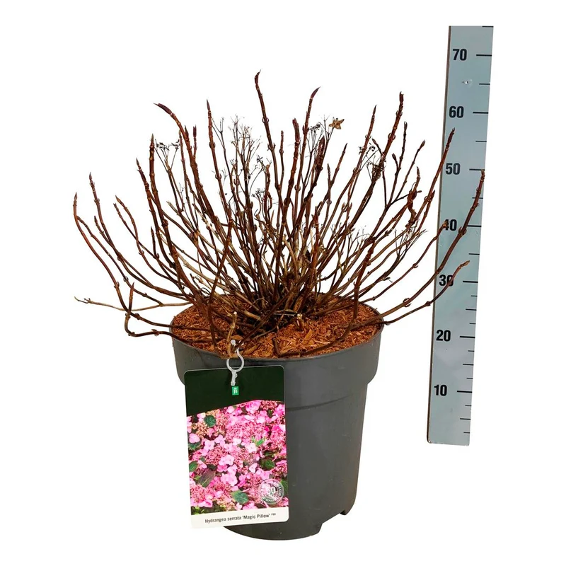 Hydrangea serr. 'Magic Pillow'® C15 (15 liters kruka) 50-60 cm