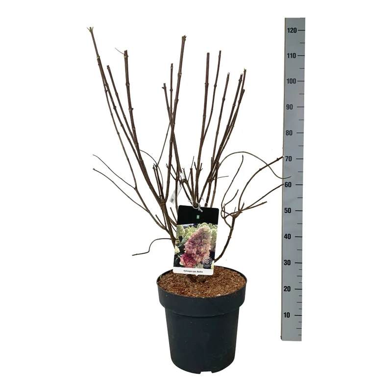 Hydrangea paniculata 'Bonfire'® C15 (15 liters kruka) 60-80 cm