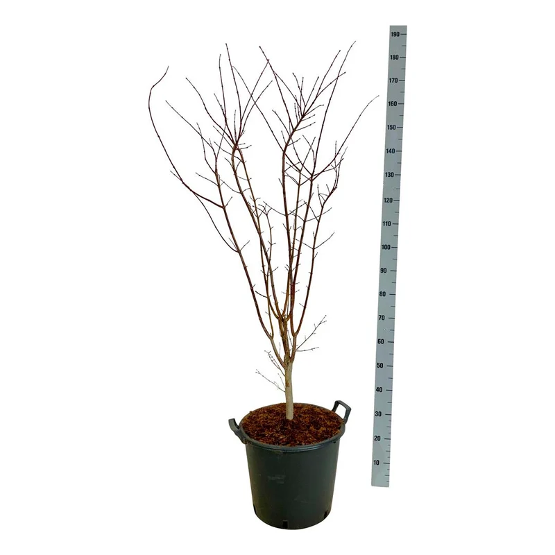 Acer palmatum 'Summer Gold' C30 (30 liters kruka) 100-125 cm
