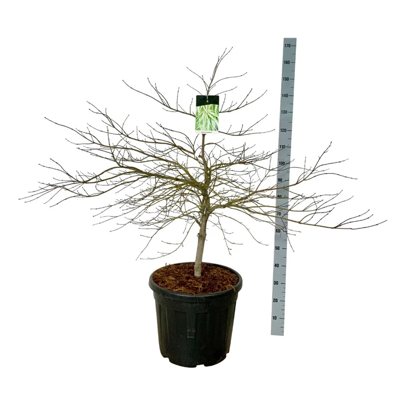 Acer palmatum 'Dissectum' C55 (55 liters kruka) 100-125 cm EXTRA