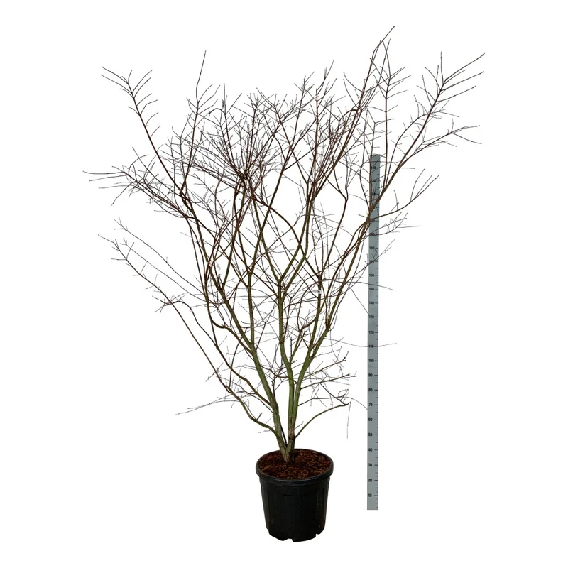 Acer palmatum 'Brown Suggar'® C55 (55 liters kruka) 175-200 cm EXTRA