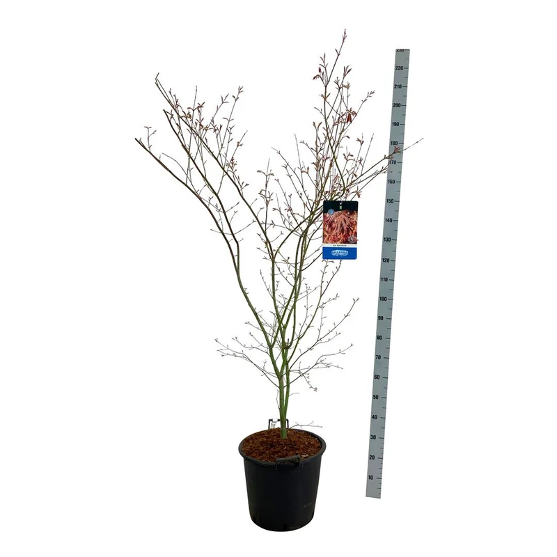 Acer 'North Wind'® (Jack Frost) 150-175 cm C30 (30 liters kruka) EXTRA
