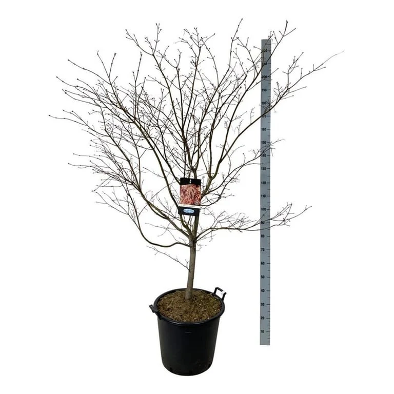 Acer 'North Wind'® (Jack Frost) C55 (55 liters kruka) 150-175 cm EXTRA