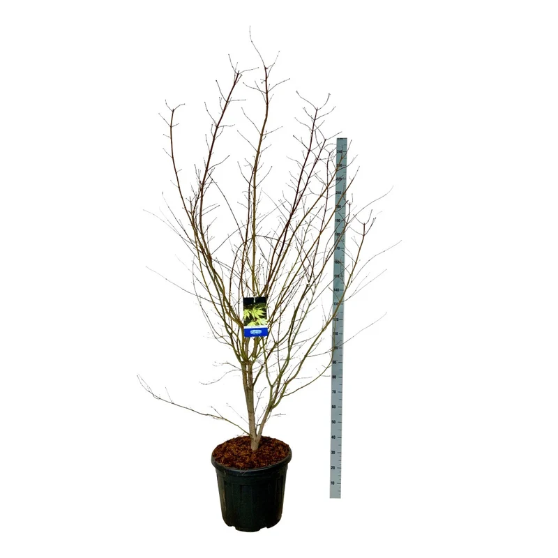 Acer 'Arctic Jade'® (Jack Frost) C55 (55 liters kruka) 200-225 cm extra