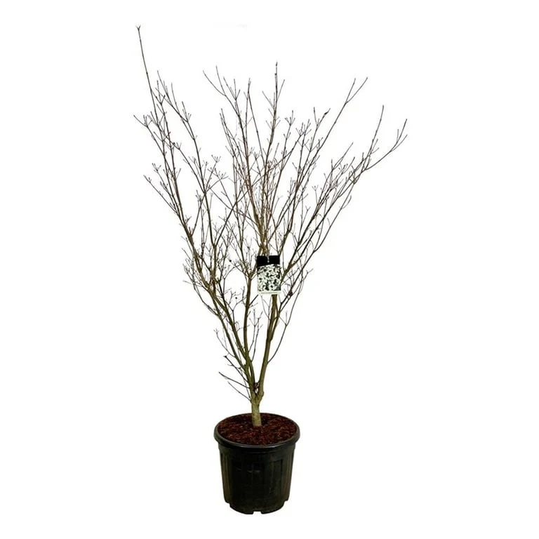 Cornus kousa 'Weisse Fontaine' C55 (55 liters kruka) 175-200 cm Extra