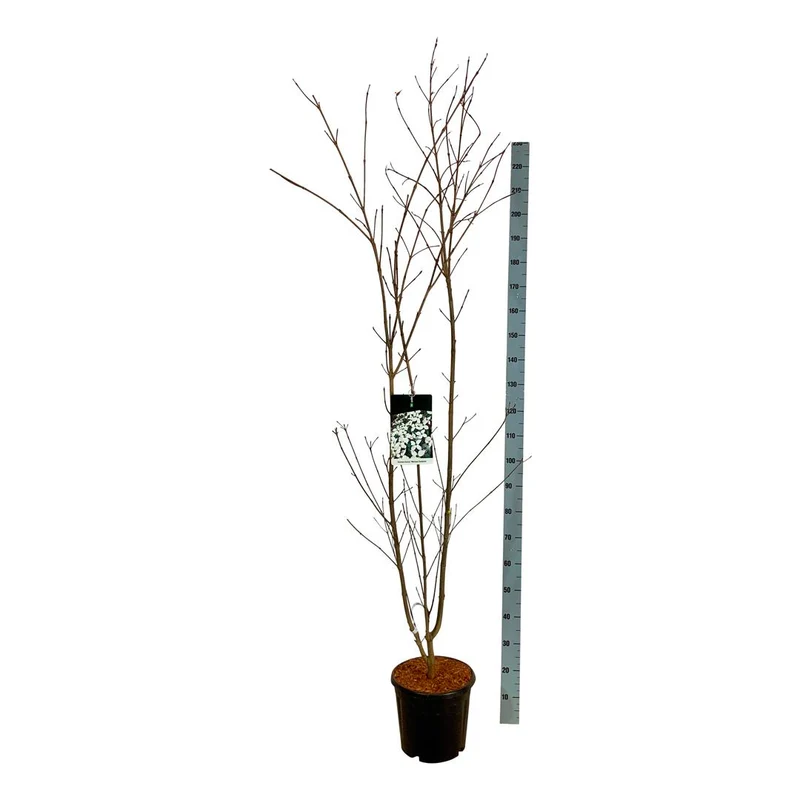 Cornus kousa 'Weisse Fontaine' C15 (15 liters kruka) 150-175 cm