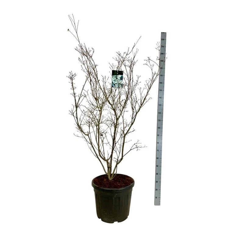 Cornus kousa 'China Girl' C55 (55 liters kruka) 150-175 cm EXTRA