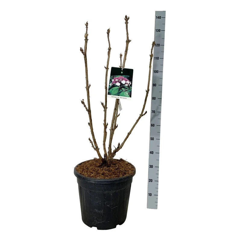 Hydrangea aspera 'Macrophylla' C30 (30 liters kruka) 80-100 cm Extra