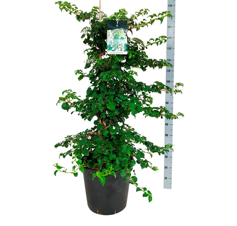 Hydrangea anomala petiolaris C30 (30 liters kruka) 100-125 cm