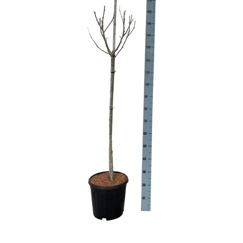 Hibiscus syr. 'Marina' stam 90 cm C15 (15 liters kruka)