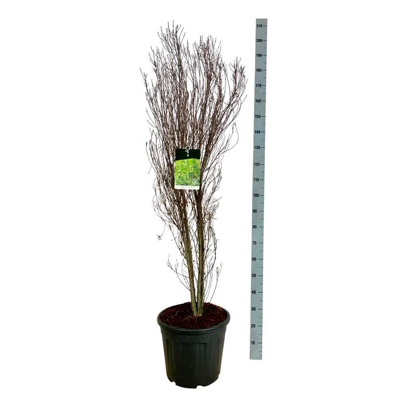 Frangula a. 'Fine Line' C30 (30 liters kruka) 150-175 cm EXTRA