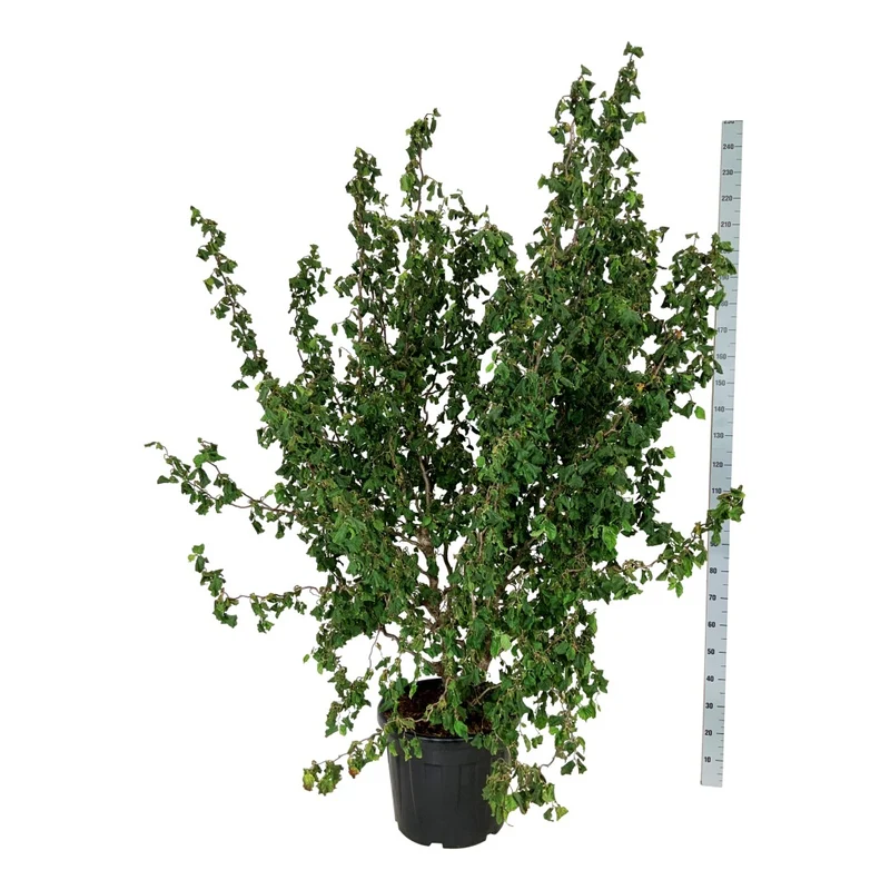 Corylus a. 'Medusa' C55 (55 liters kruka) 150-175 cm EXTRA