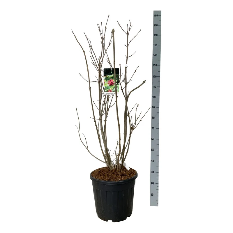 Calycanthus flor. 'Aphrodite' C30 (30 liters kruka) 100-125 cm Extra