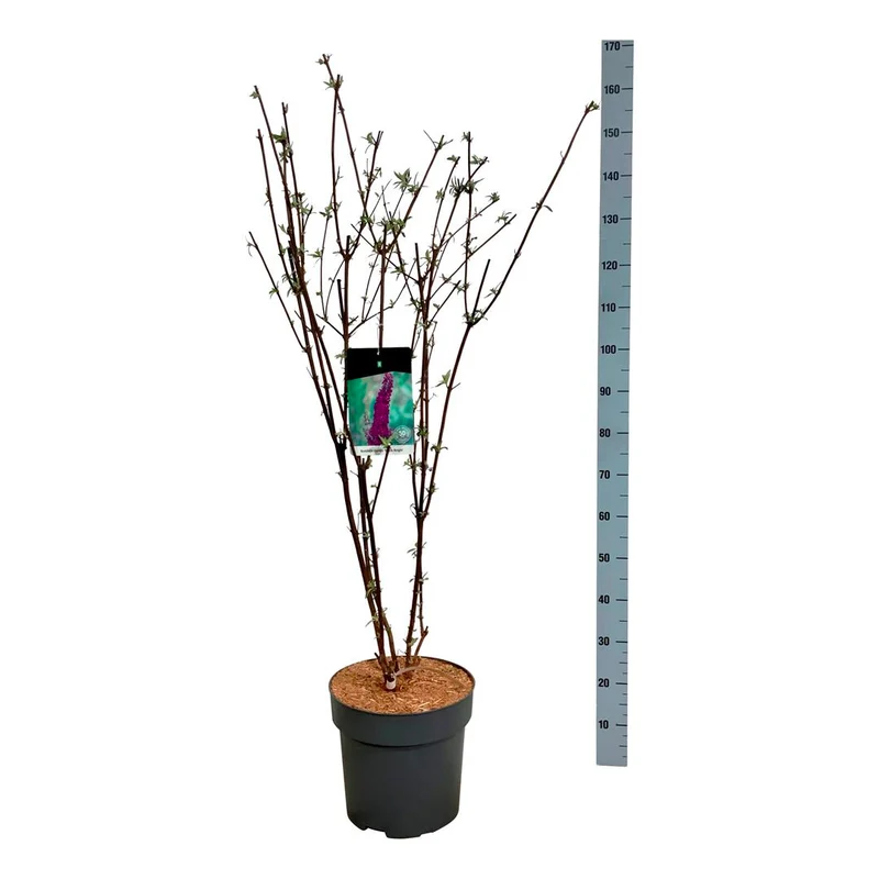 Buddleja d. 'Black Knight' C15 (15 liters kruka) 100-125 cm