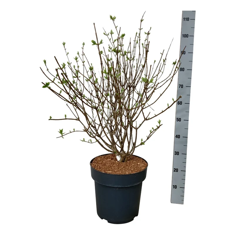 Vipphortensia Hydrangea pan. 'Petite Cherry'® C15 (15 liters kruka) 60-80 cm