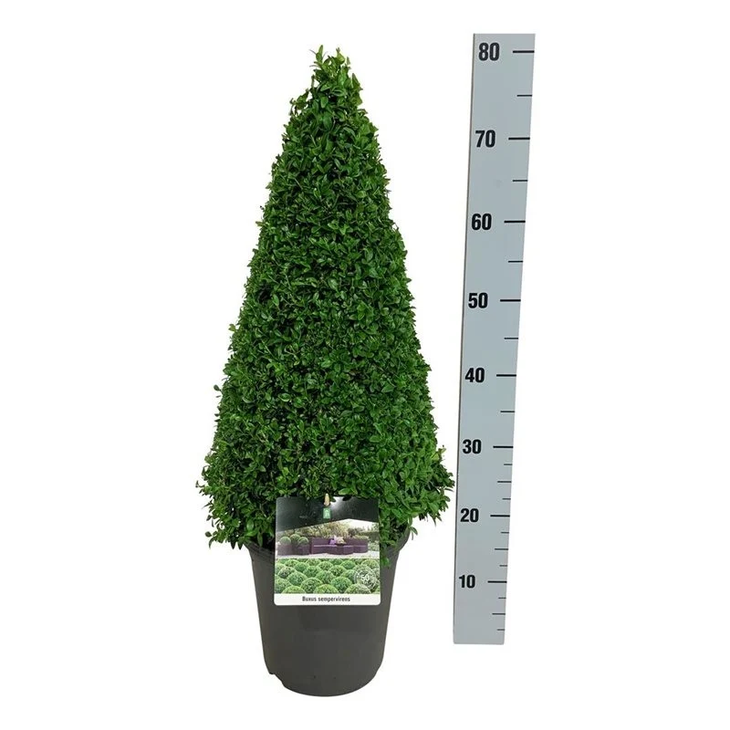 Buxus sempervirens 50-60 cm konformad C5 (5 liters kruka)