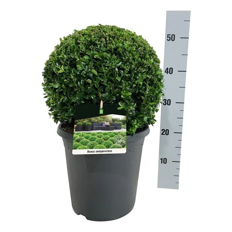 Buxus sempervirens Klot 35 cm - C7,5 (7,5 liters kruka)