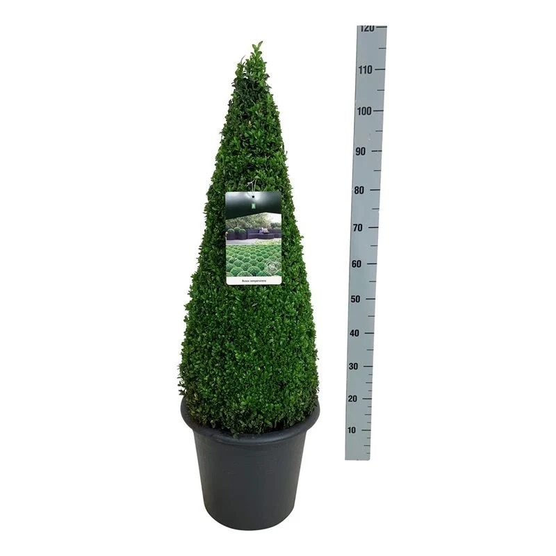 Buxus sempervirens 70-80 cm kägelformad C12 (12 liters kruka)