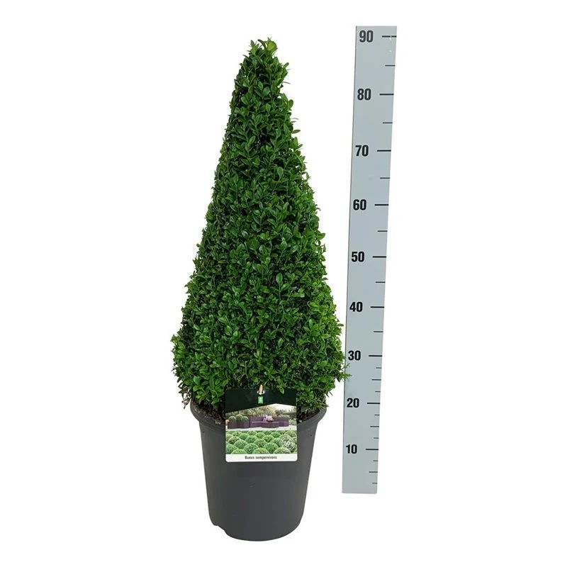 Buxus sempervirens kon 60-70 cm C7,5 (7,5 liters kruka)