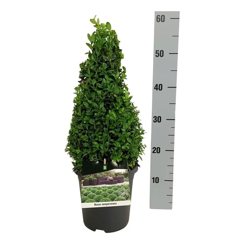 Buxus sempervirens konformad 30-40 cm C3 (3 liters kruka)