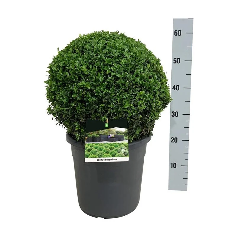 Buxus sempervirens klot 40+ cm C12 (12 liters kruka) antracit