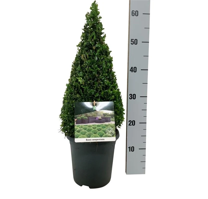 Buxus sempervirens 40-50 cm kägla C4 (4 liters kruka)
