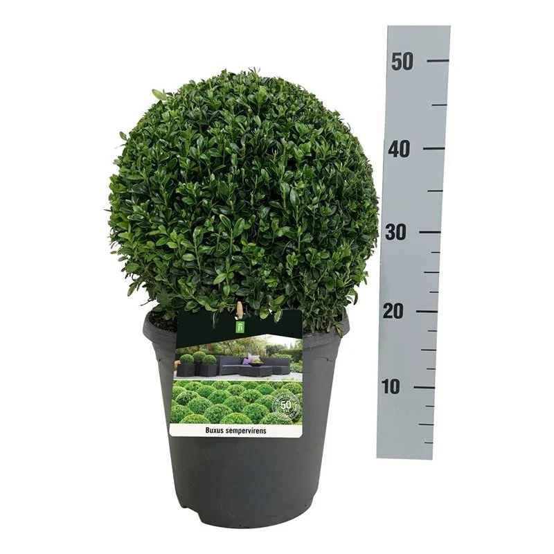 Buxus sempervirens Klot 30 cm - C5 (5 liters kruka)
