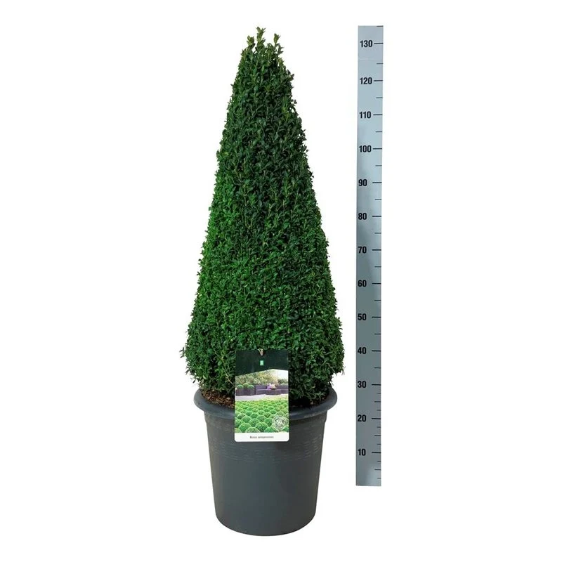 Buxus sempervirens 90-100 cm kon C17 (17 liters kruka)