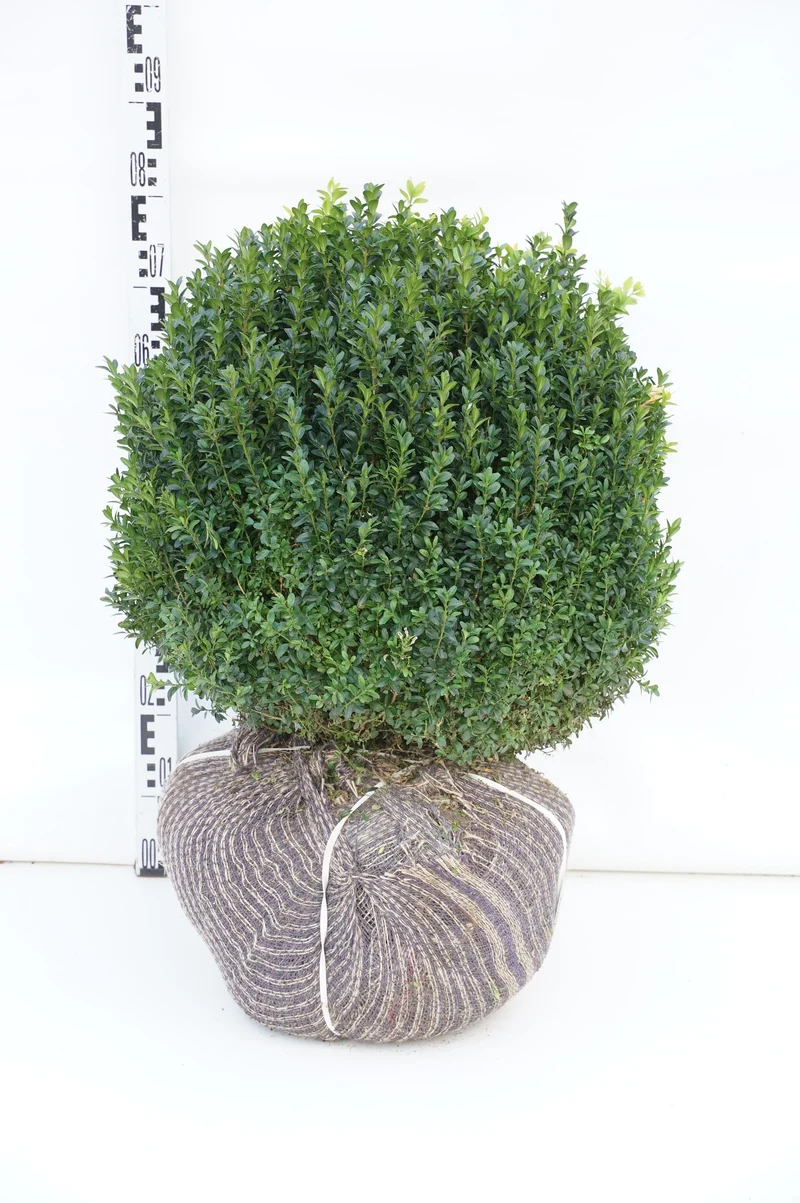 Buxus sempervirens Klot 40-45 cm rotklump