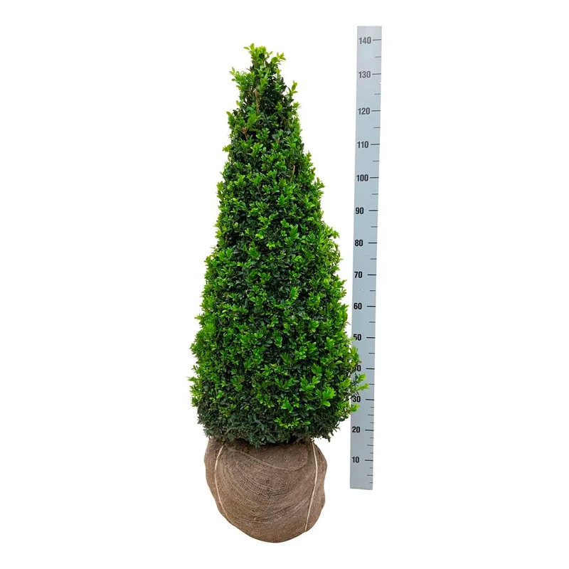 Buxus sempervirens 90-100 cm kägelformad, rotklump